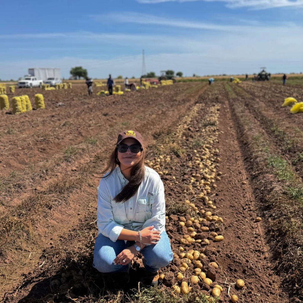 Producci&oacute;n de papa en campo sonorense