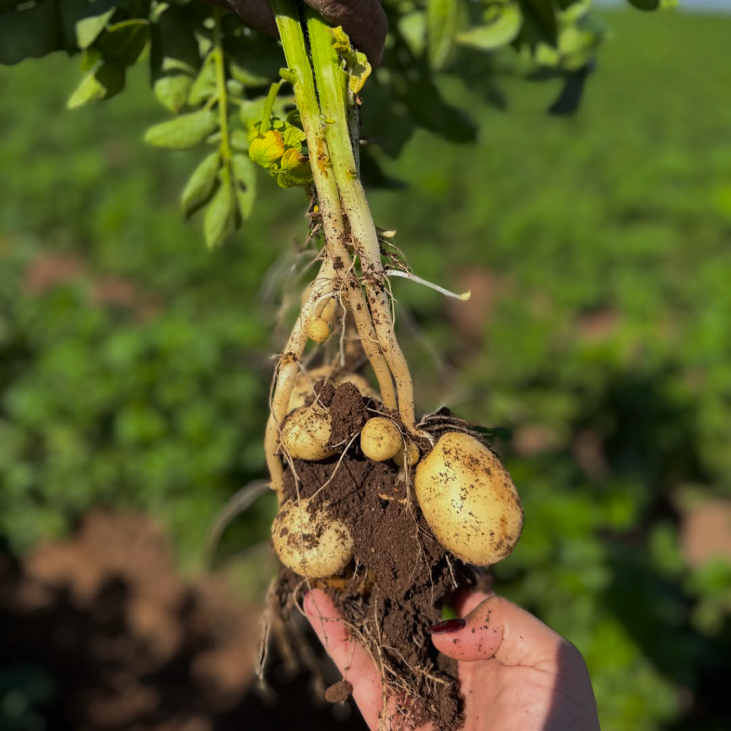 Papas reci&eacute;n cosechadas sostenidas en la mano