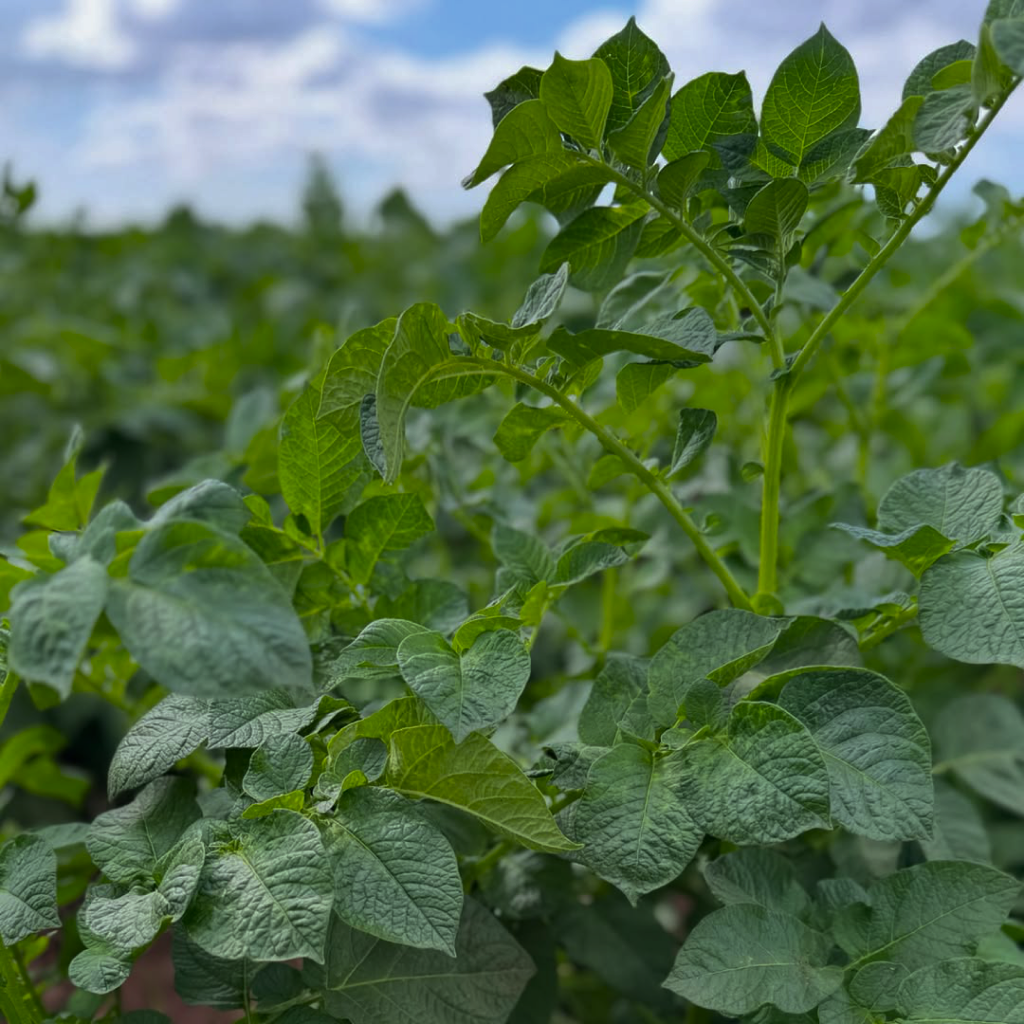 Hojas verdes de planta de papa