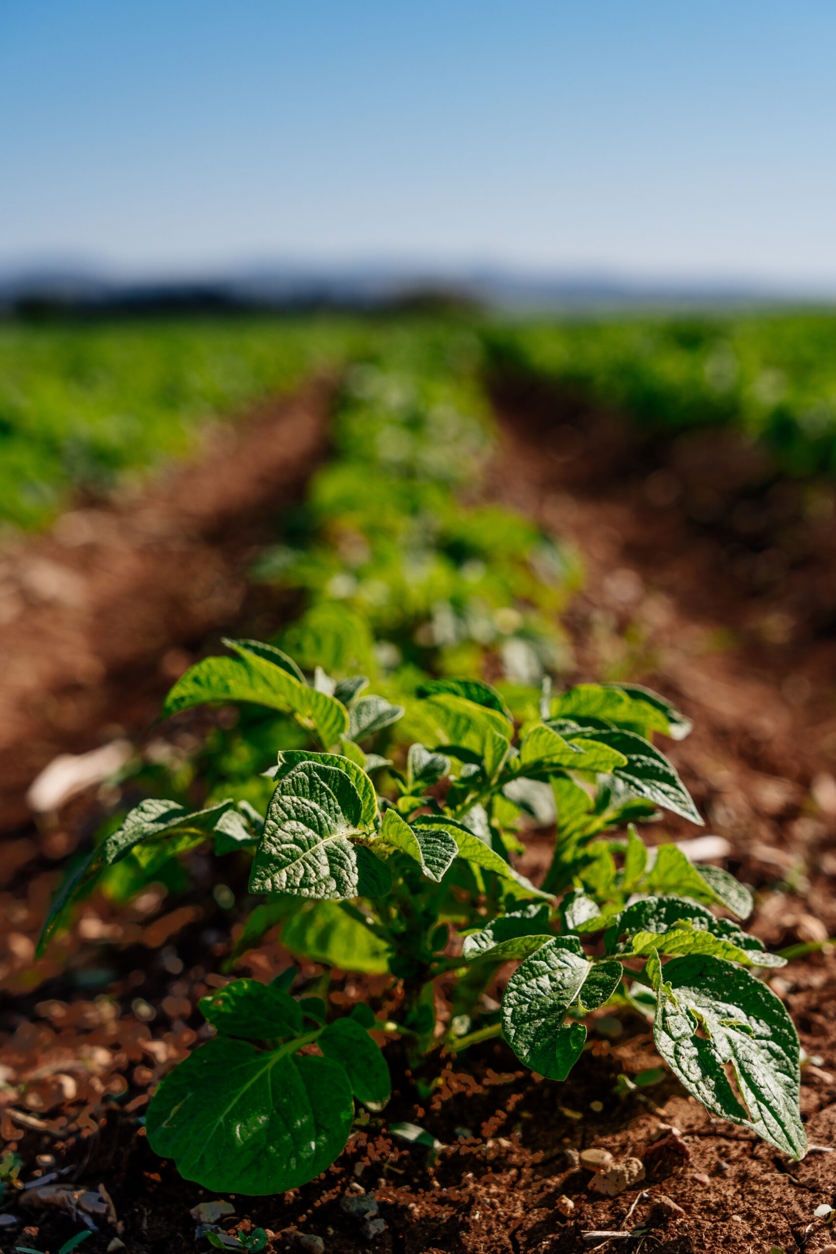 Planta de papa sana en cultivo