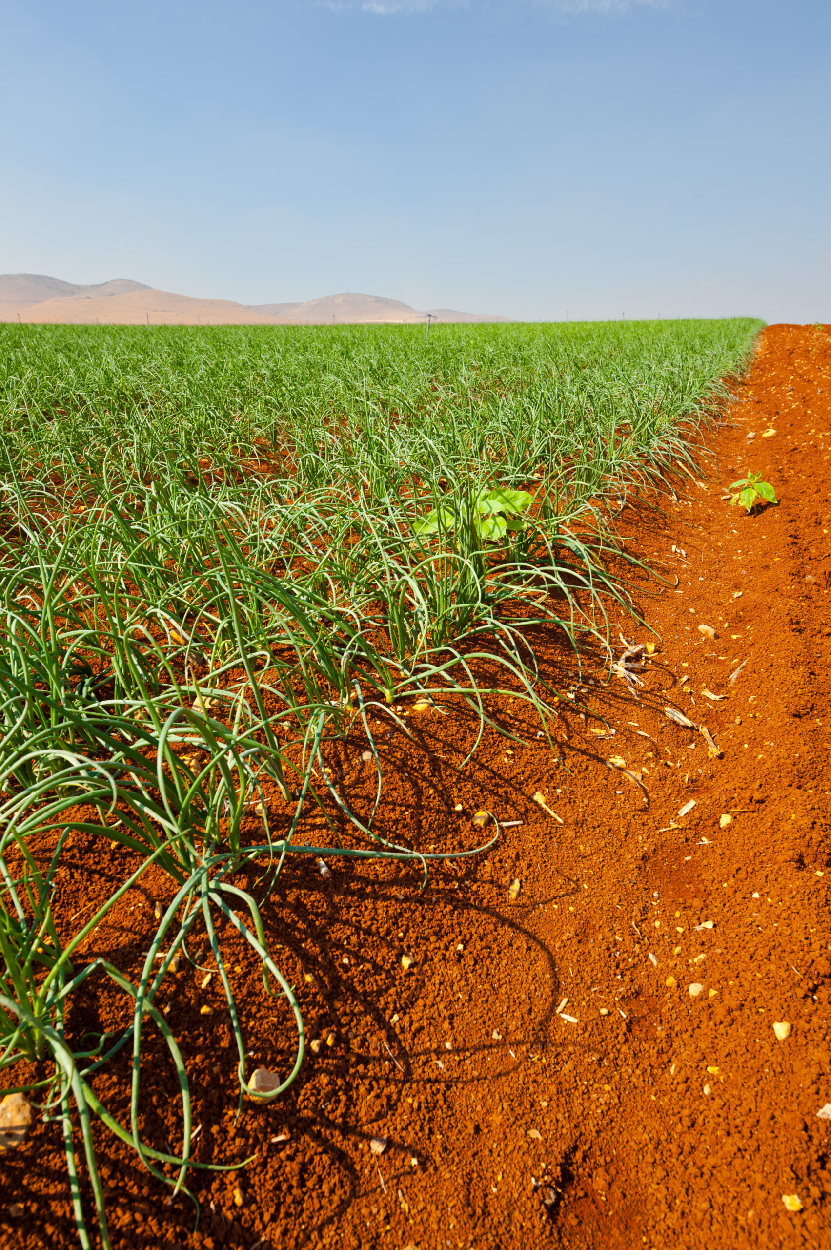 Campo de hortalizas en crecimiento